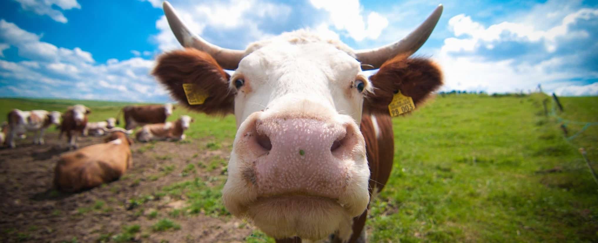 ФГИС Меркурий регистрация